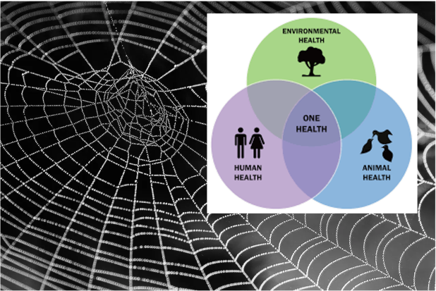 Sobre «One Health», la telaraña y la araña